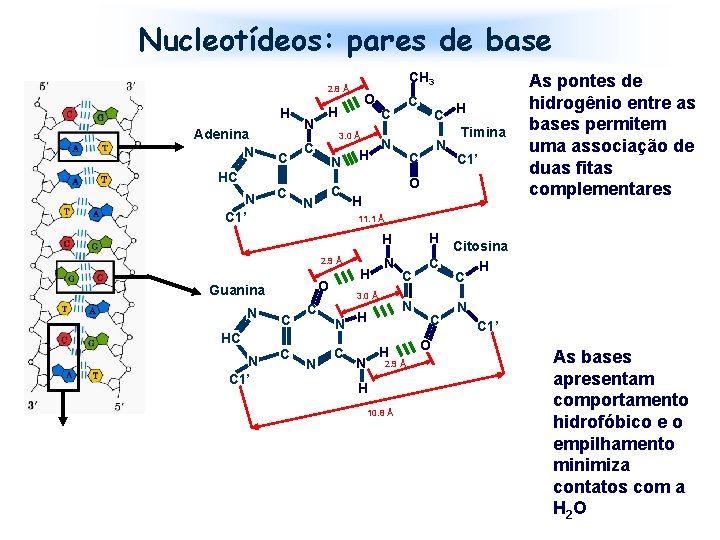 Nucleotídeos: pares de base CH 3 2. 8 Å H Adenina N C N