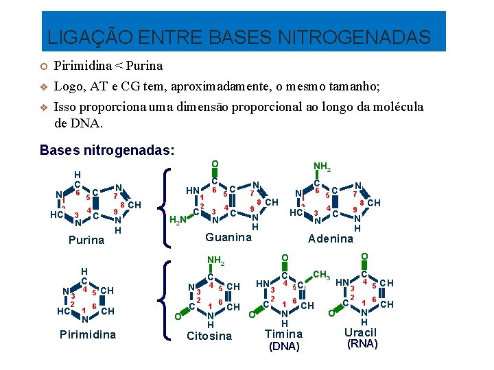 LIGAÇÃO ENTRE BASES NITROGENADAS Pirimidina < Purina Logo, AT e CG tem, aproximadamente, o