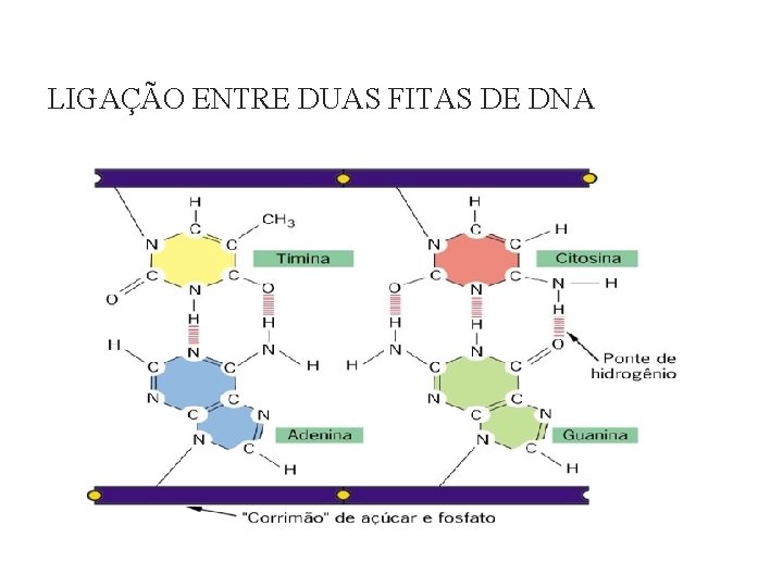 LIGAÇÃO ENTRE DUAS FITAS DE DNA 