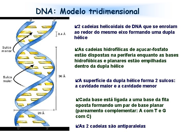 DNA: Modelo tridimensional í 2 cadeias helicoidais de DNA que se enrolam ao redor