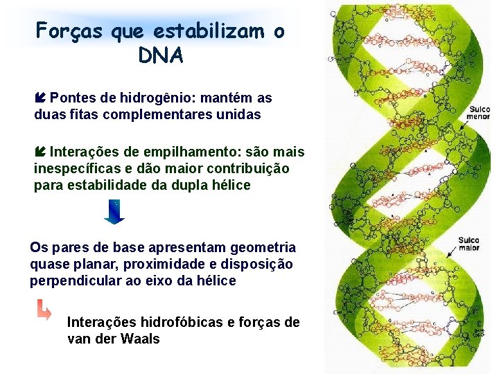 Forças que estabilizam o DNA Pontes de hidrogênio: mantém as duas fitas complementares unidas