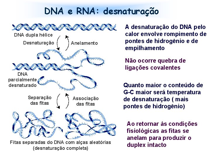 DNA e RNA: desnaturação DNA dupla hélice Desnaturação Anelamento A desnaturação do DNA pelo