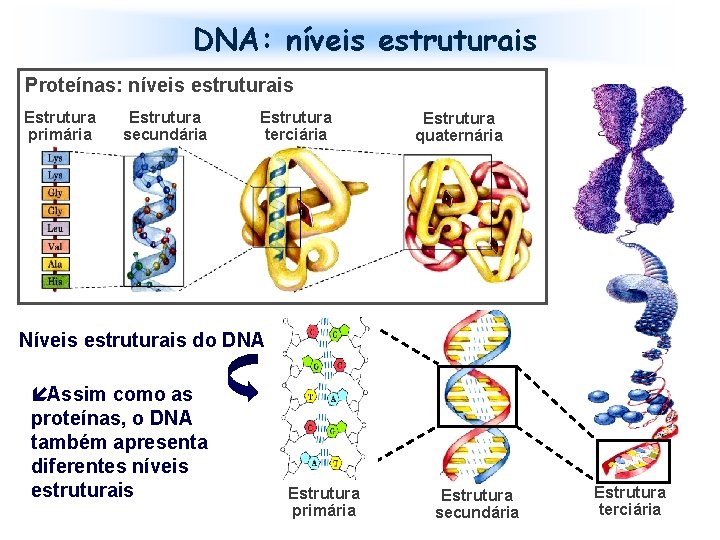 DNA: níveis estruturais Proteínas: níveis estruturais Estrutura primária Estrutura secundária Estrutura terciária Estrutura quaternária