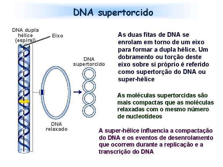 DNA supertorcido DNA dupla hélice (espiral) Eixo DNA supertorcido As duas fitas de DNA