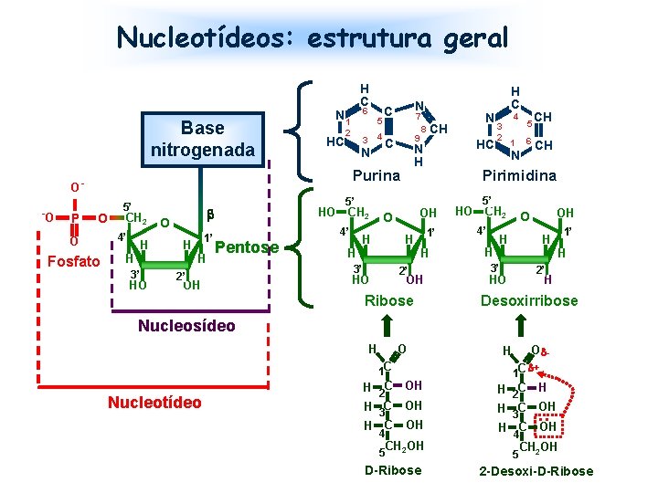 Nucleotídeos: estrutura geral Base nitrogenada P 6 N 1 HC 2 5 4 3