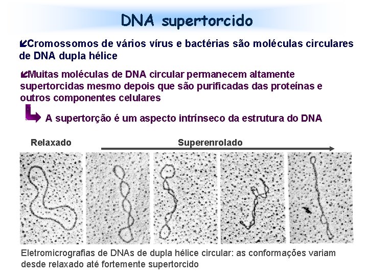 DNA supertorcido íCromossomos de vários vírus e bactérias são moléculas circulares de DNA dupla