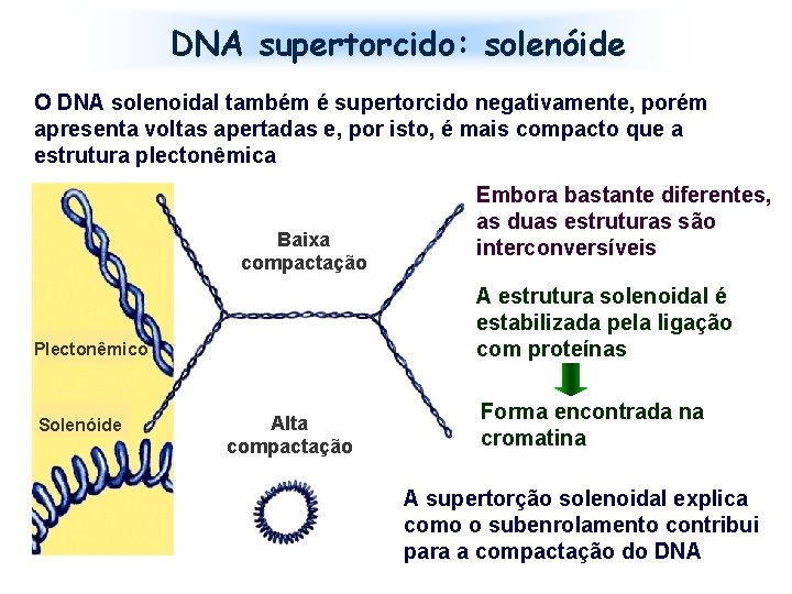 DNA supertorcido: solenóide O DNA solenoidal também é supertorcido negativamente, porém apresenta voltas apertadas