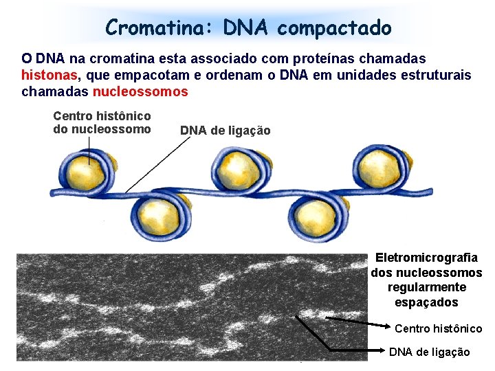 Cromatina: DNA compactado O DNA na cromatina esta associado com proteínas chamadas histonas, que