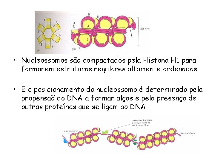  • Nucleossomos são compactados pela Histona H 1 para formarem estruturas regulares altamente