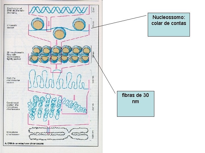 Nucleossomo: colar de contas fibras de 30 nm 