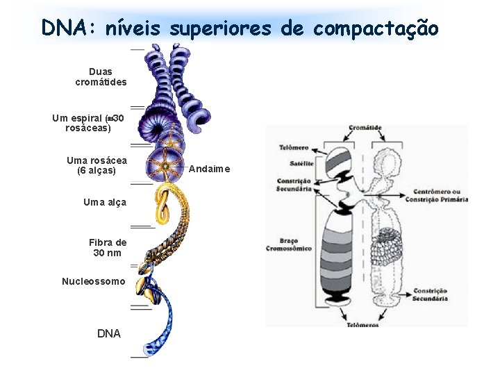 DNA: níveis superiores de compactação Duas cromátides Um espiral ( 30 rosáceas) Uma rosácea