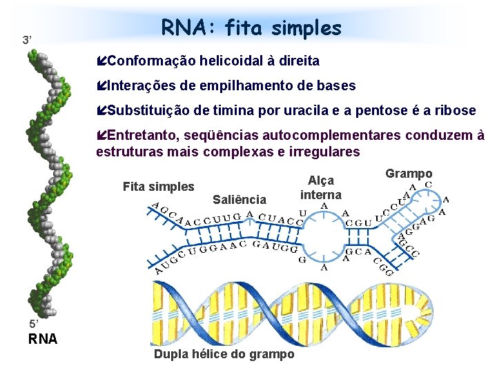 3’ RNA: fita simples íConformação helicoidal à direita íInterações de empilhamento de bases íSubstituição