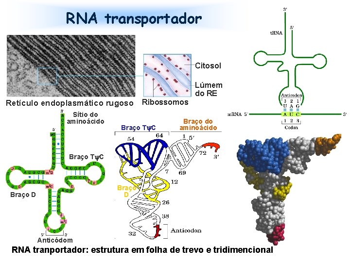 RNA transportador Citosol Lúmem do RE Retículo endoplasmático rugoso Ribossomos Sítio do aminoácido Braço