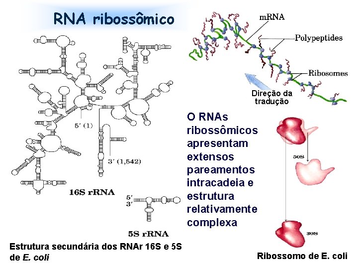 RNA ribossômico Direção da tradução O RNAs ribossômicos apresentam extensos pareamentos intracadeia e estrutura