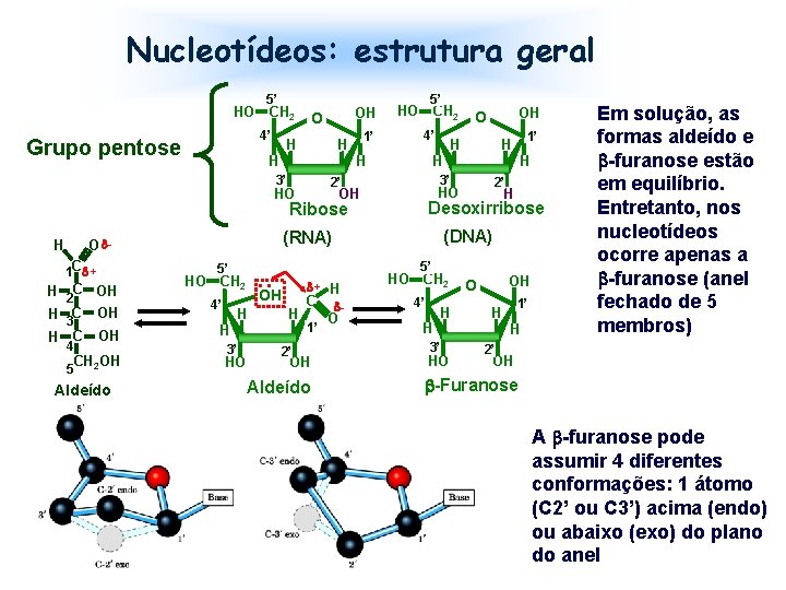 Nucleotídeos: estrutura geral 5’ HO CH 2 4’ Grupo pentose O H OH 1’
