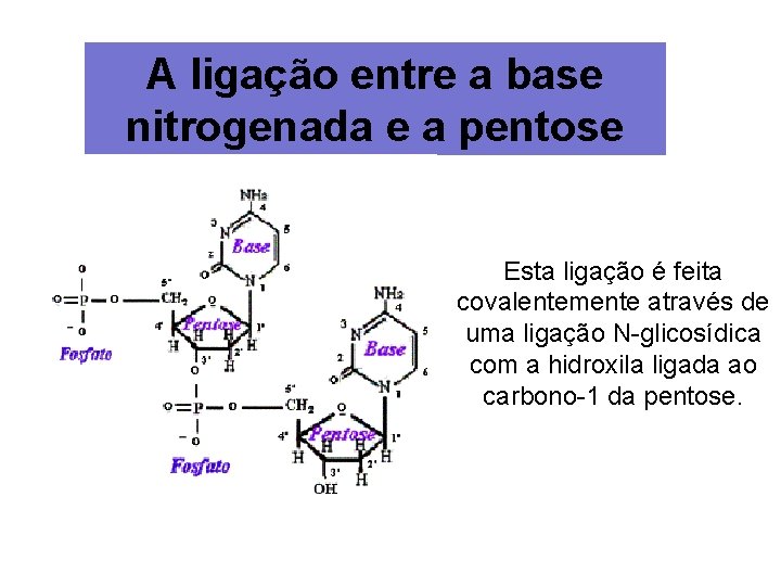 A ligação entre a base nitrogenada e a pentose Esta ligação é feita covalentemente