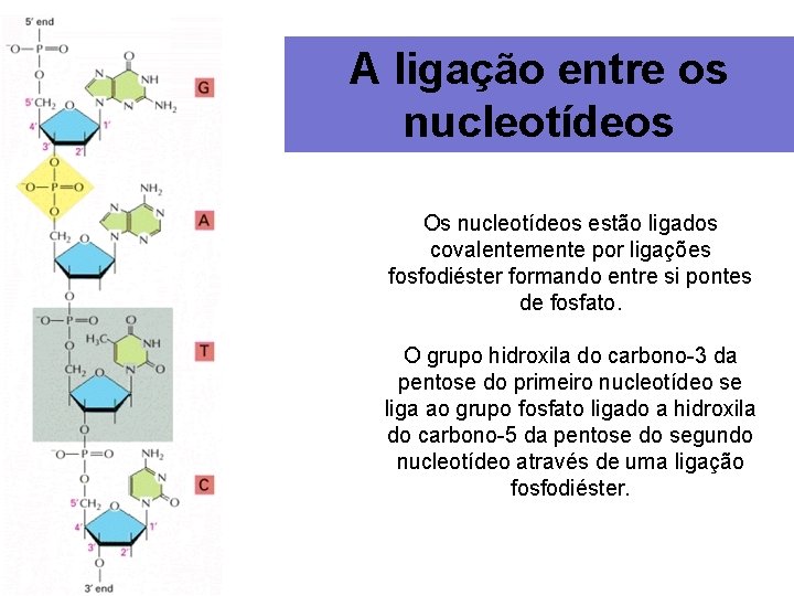 A ligação entre os nucleotídeos Os nucleotídeos estão ligados covalentemente por ligações fosfodiéster formando