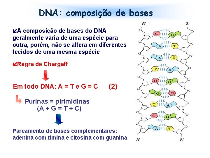 DNA: composição de bases íA composição de bases do DNA geralmente varia de uma