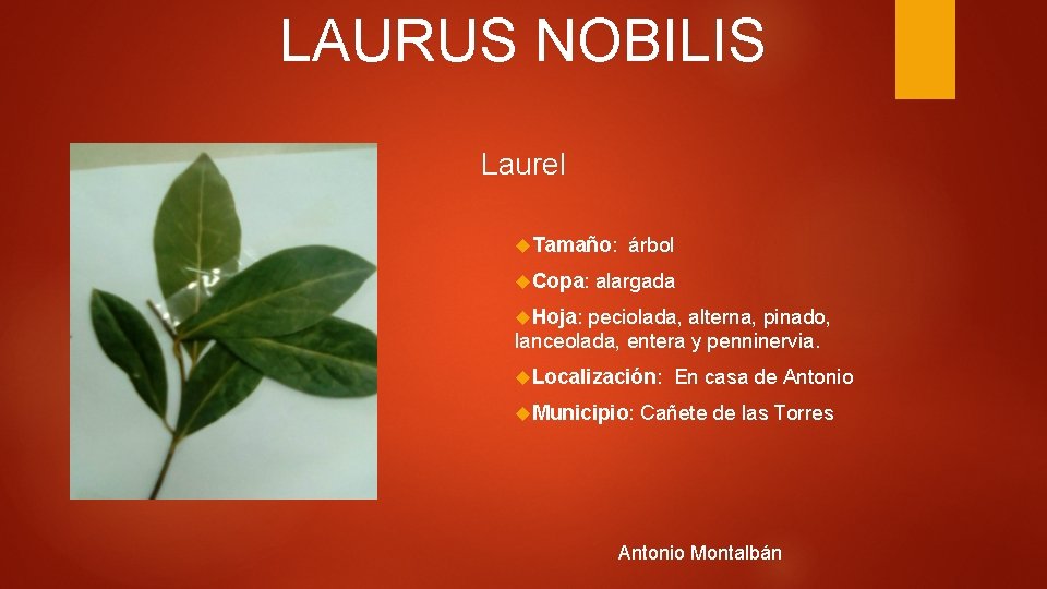 LAURUS NOBILIS Laurel Tamaño: Copa: árbol alargada Hoja: peciolada, alterna, pinado, lanceolada, entera y