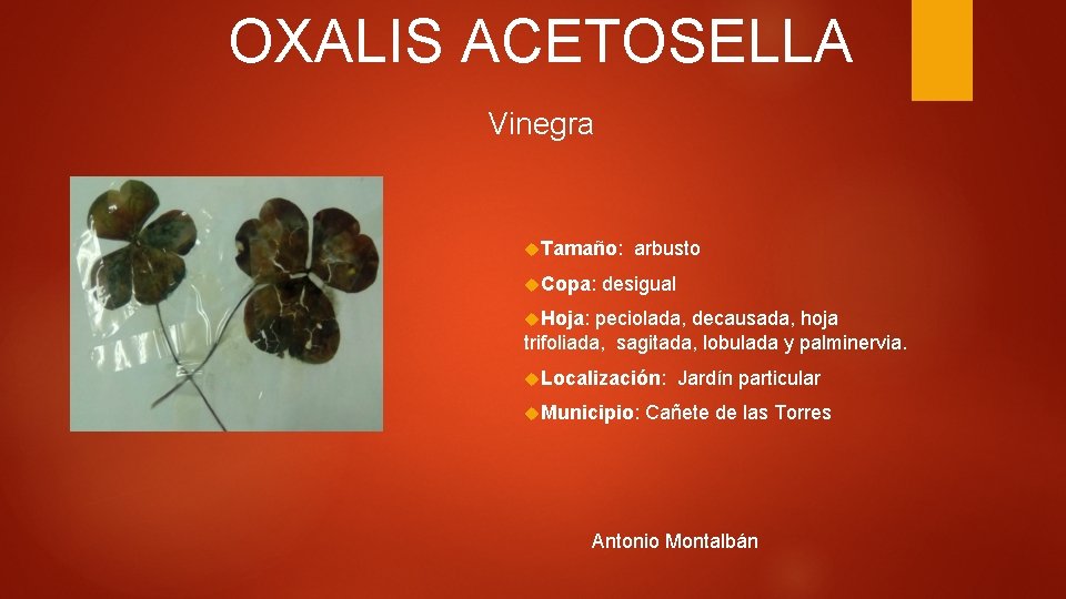 OXALIS ACETOSELLA Vinegra Tamaño: Copa: arbusto desigual Hoja: peciolada, decausada, hoja trifoliada, sagitada, lobulada