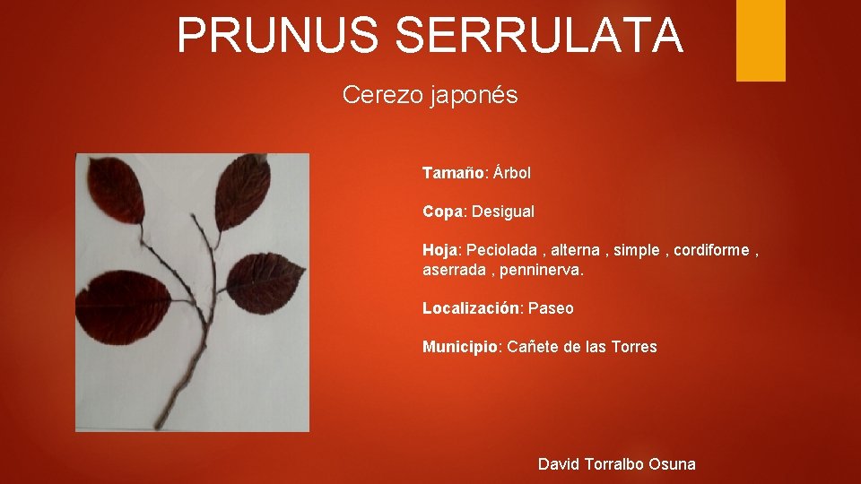 PRUNUS SERRULATA Cerezo japonés Tamaño: Árbol Copa: Desigual Hoja: Peciolada , alterna , simple