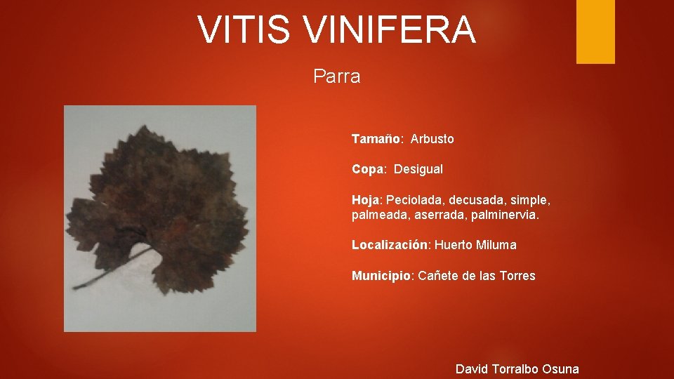 VITIS VINIFERA Parra Tamaño: Arbusto Copa: Desigual Hoja: Peciolada, decusada, simple, palmeada, aserrada, palminervia.