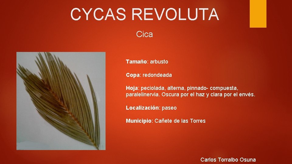 CYCAS REVOLUTA Cica Tamaño: arbusto Copa: redondeada Hoja: peciolada, alterna, pinnado- compuesta, paralelinervia. Oscura