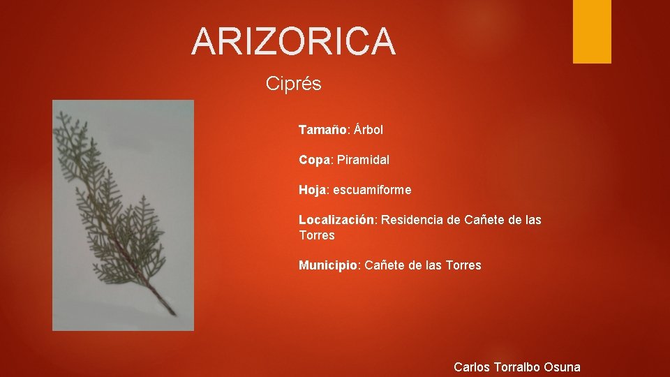 ARIZORICA Ciprés Tamaño: Árbol Copa: Piramidal Hoja: escuamiforme Localización: Residencia de Cañete de las