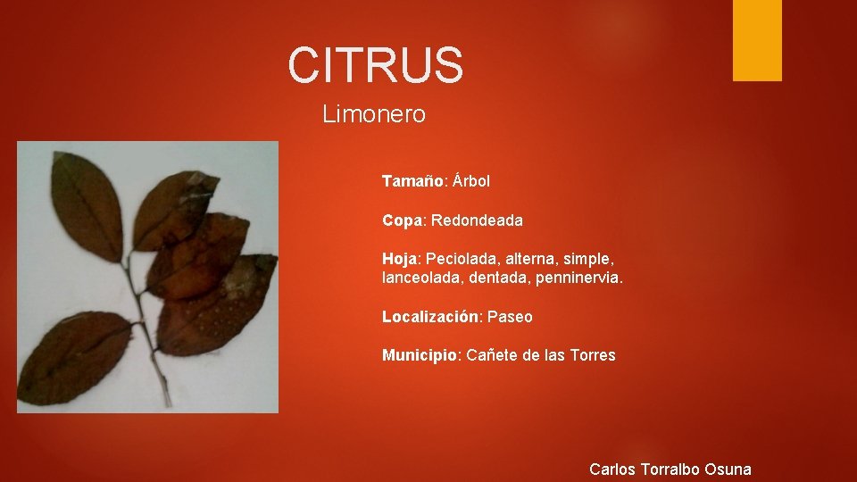 CITRUS Limonero Tamaño: Árbol Copa: Redondeada Hoja: Peciolada, alterna, simple, lanceolada, dentada, penninervia. Localización: