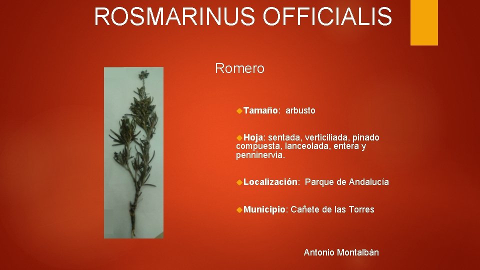 ROSMARINUS OFFICIALIS Romero Tamaño: arbusto Hoja: sentada, verticiliada, pinado compuesta, lanceolada, entera y penninervia.