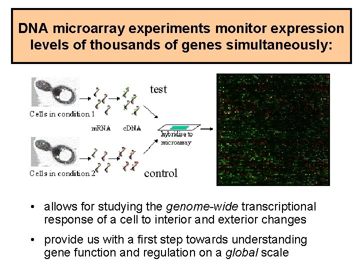 DNA microarray experiments monitor expression levels of thousands of genes simultaneously: test control •