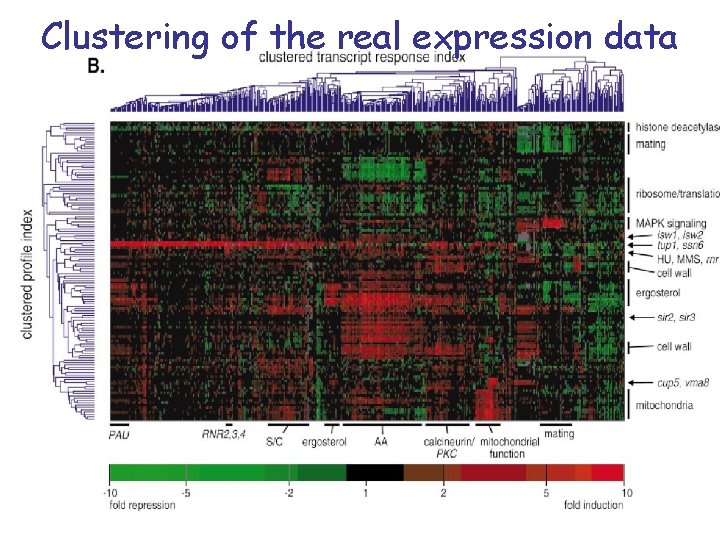Clustering of the real expression data 
