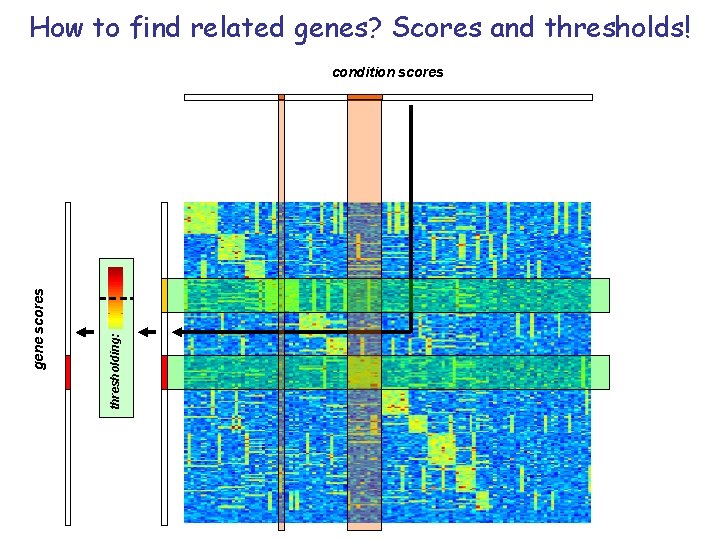 How to find related genes? Scores and thresholds! thresholding: gene scores condition scores 