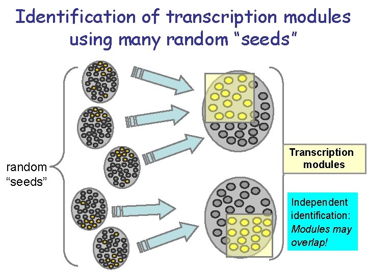 Identification of transcription modules using many random “seeds” Transcription modules Independent identification: Modules may