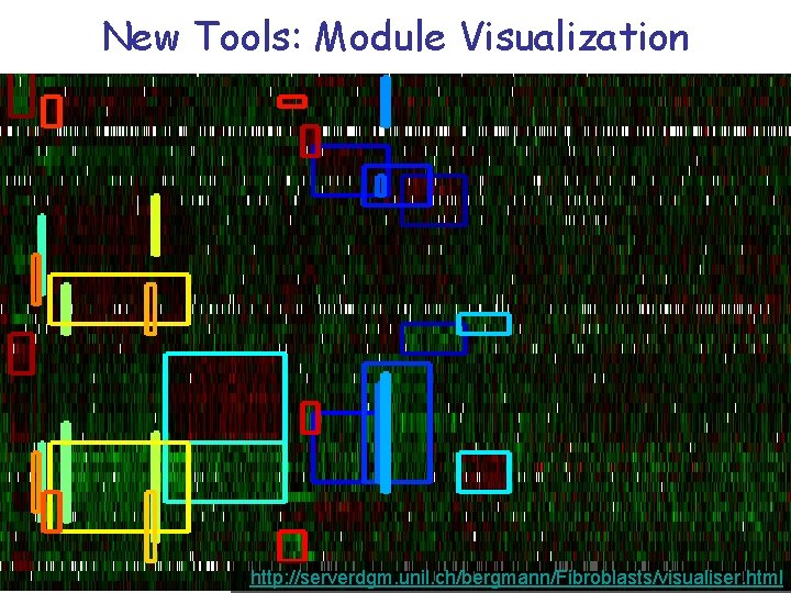 New Tools: Module Visualization http: //serverdgm. unil. ch/bergmann/Fibroblasts/visualiser. html 