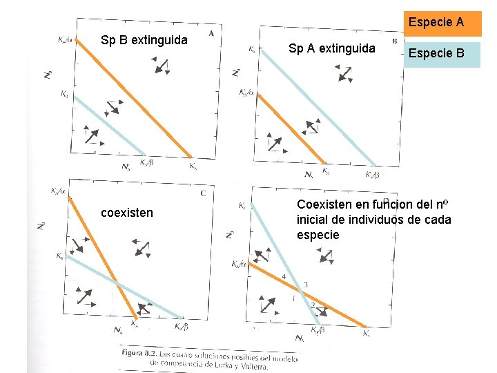 Especie A Sp B extinguida coexisten Sp A extinguida Especie B Coexisten en funcion