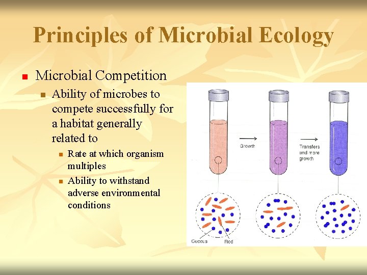 Principles of Microbial Ecology n Microbial Competition n Ability of microbes to compete successfully