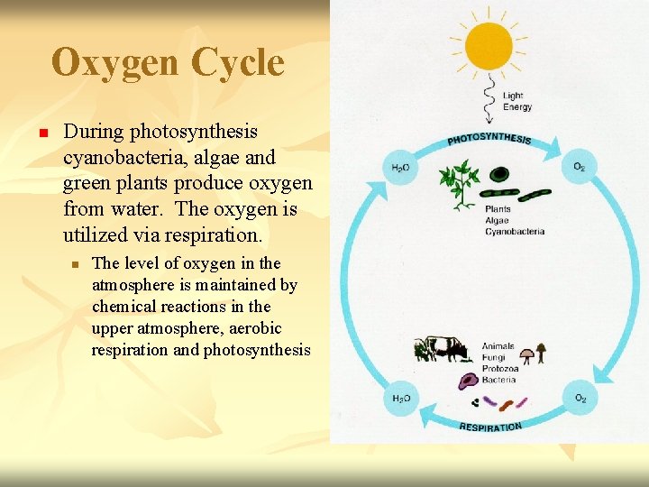 Oxygen Cycle n During photosynthesis cyanobacteria, algae and green plants produce oxygen from water.