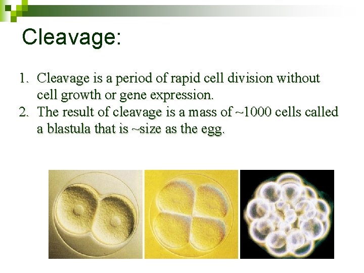 Cleavage: 1. Cleavage is a period of rapid cell division without cell growth or