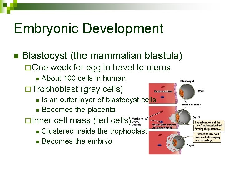 Embryonic Development n Blastocyst (the mammalian blastula) ¨ One week for egg to travel