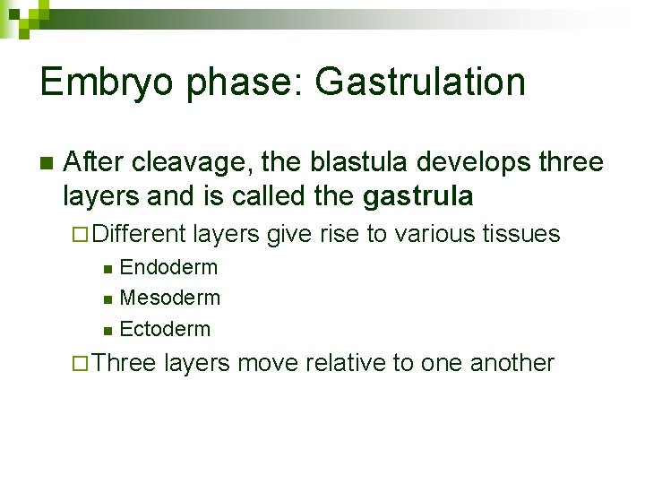 Embryo phase: Gastrulation n After cleavage, the blastula develops three layers and is called