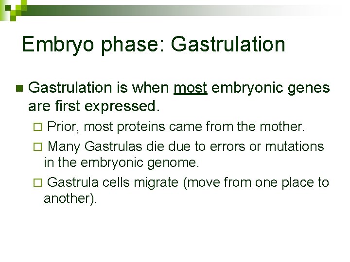 Embryo phase: Gastrulation n Gastrulation is when most embryonic genes are first expressed. Prior,