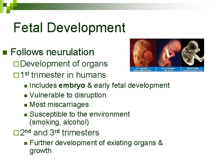 Fetal Development n Follows neurulation ¨ Development of organs ¨ 1 st trimester in