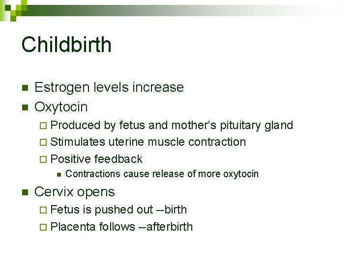 Childbirth n n Estrogen levels increase Oxytocin ¨ Produced by fetus and mother’s pituitary
