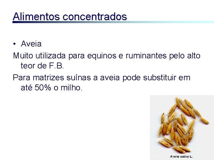 Alimentos concentrados • Aveia Muito utilizada para equinos e ruminantes pelo alto teor de