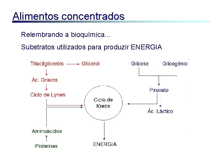 Alimentos concentrados Relembrando a bioquímica. . . Substratos utilizados para produzir ENERGIA 