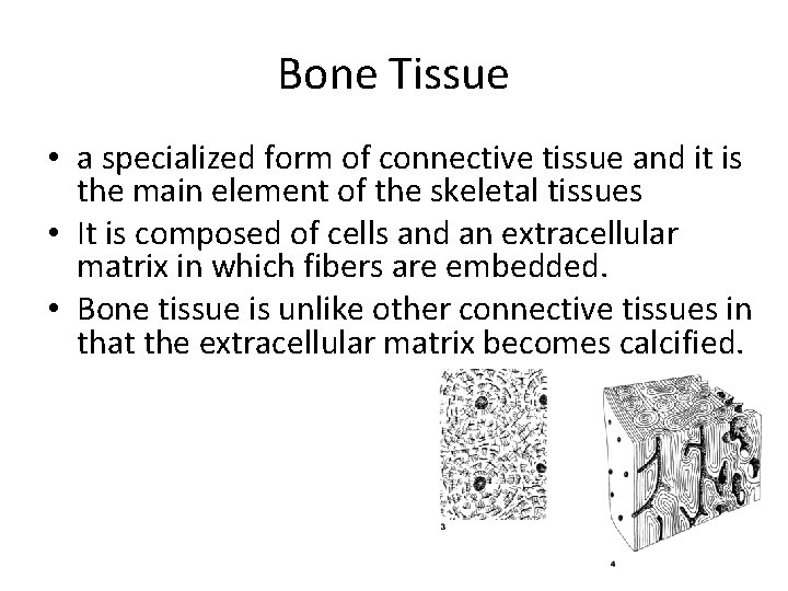 Bone Tissue • a specialized form of connective tissue and it is the main