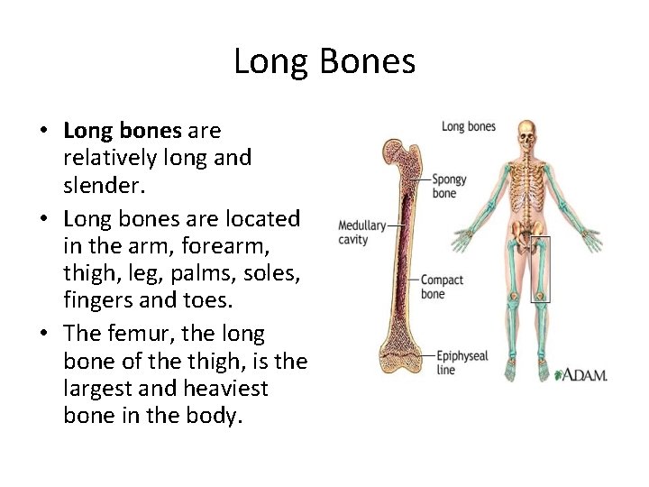 Long Bones • Long bones are relatively long and slender. • Long bones are