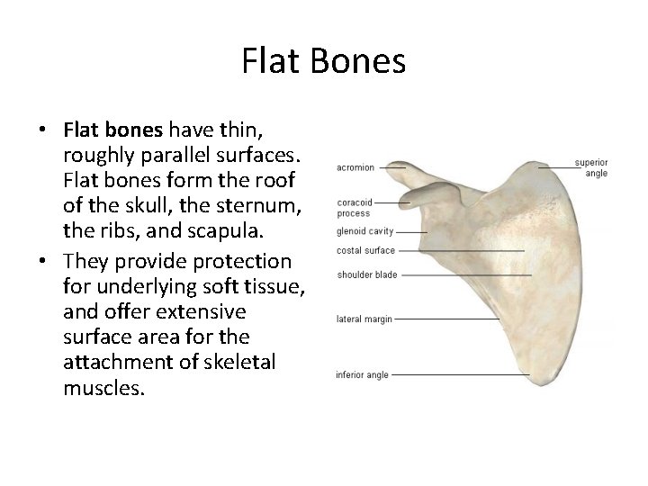Flat Bones • Flat bones have thin, roughly parallel surfaces. Flat bones form the