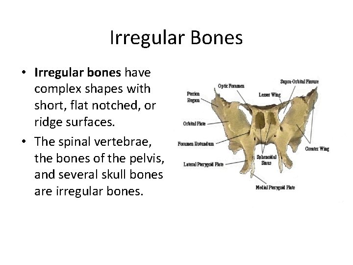 Irregular Bones • Irregular bones have complex shapes with short, flat notched, or ridge